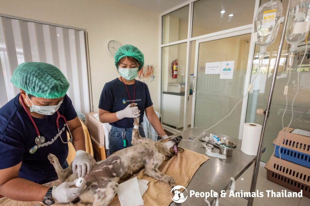 Nong Khang Village Dog Sterilisation