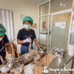 Nong Khang village dog sterilisation