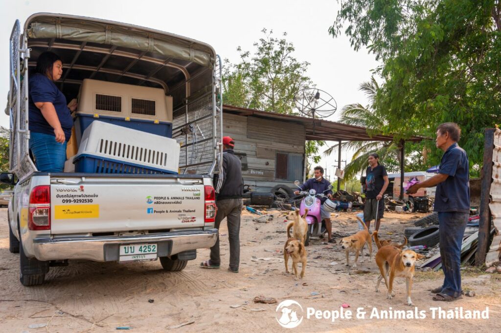 Nong Khang Village Dog Sterilisation