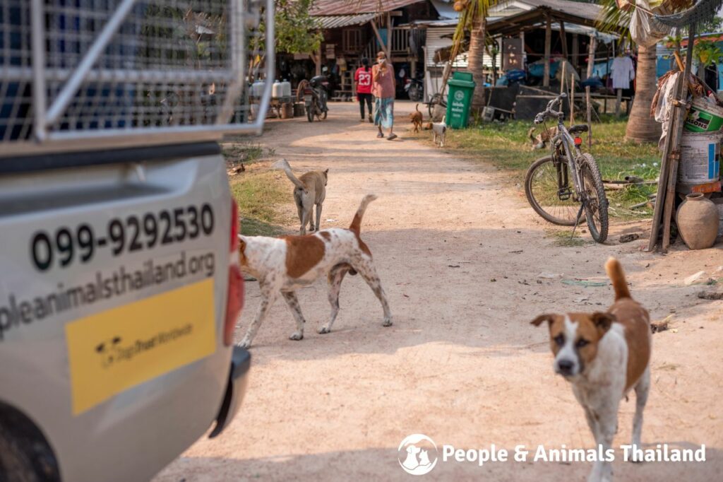 Nong Khang Village Dog Sterilisation