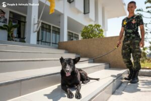 Hua Hin Army School