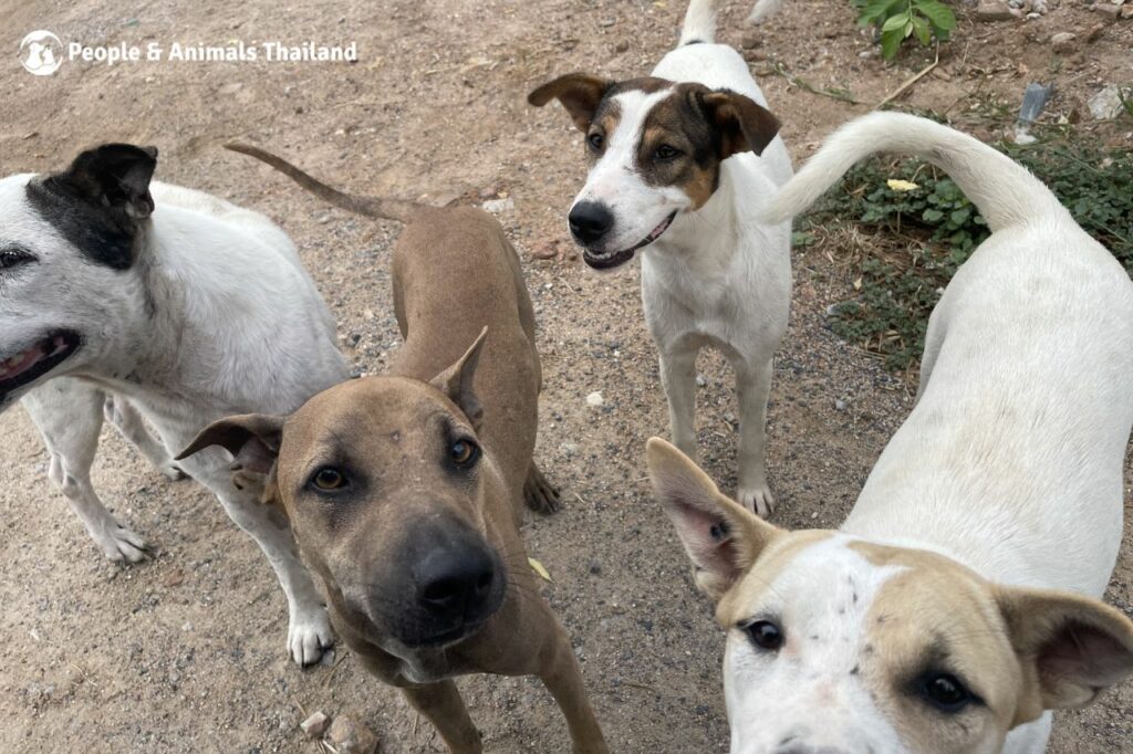 PAT Clinic For Dogs And Cats Thailand