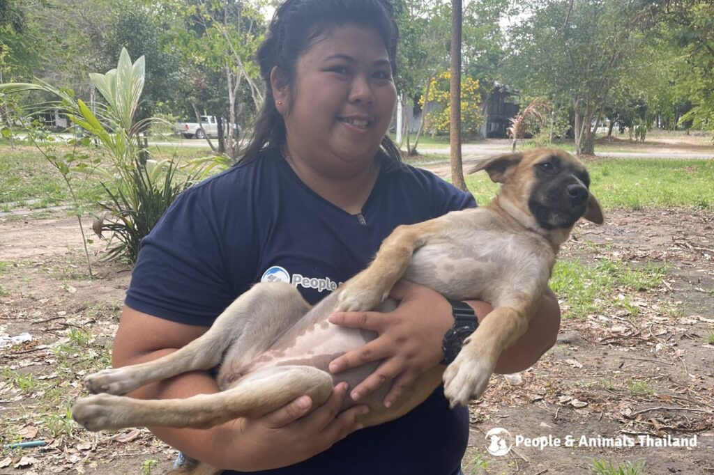 PAT Clinic For Dogs And Cats Thailand