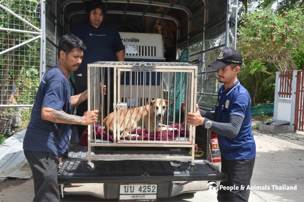 PAT Clinic In Thailand