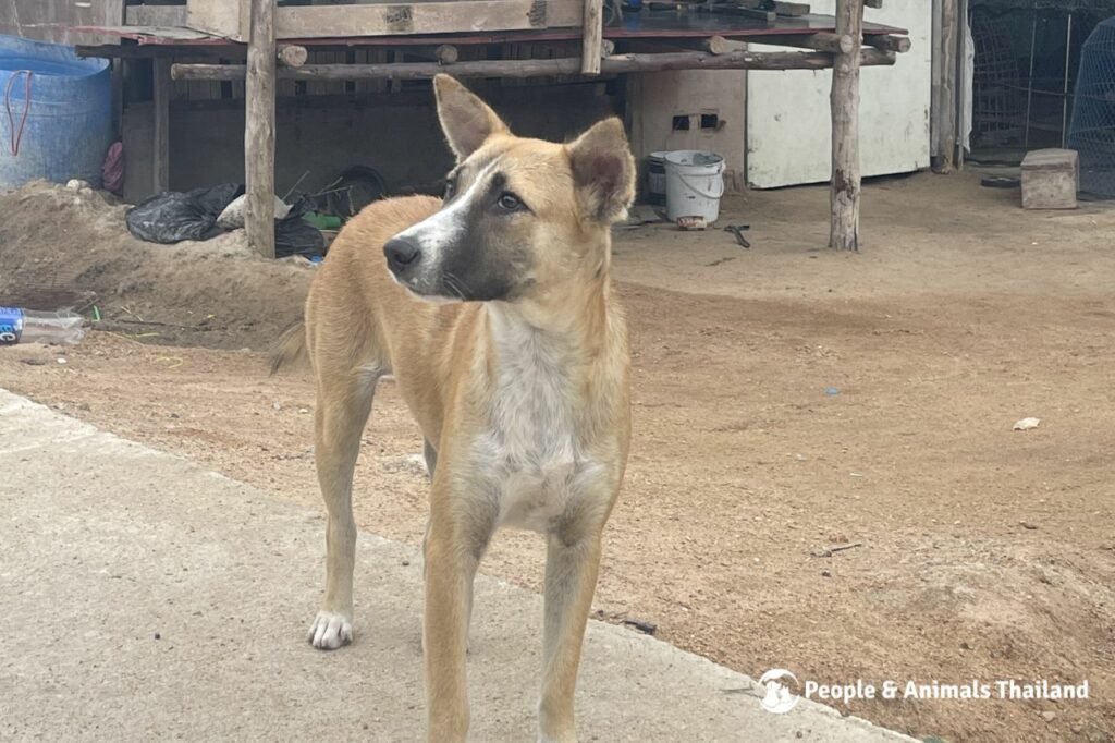 PAT Clinic For Dogs And Cats Thailand