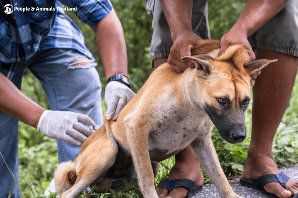 World Rabies Day 2023