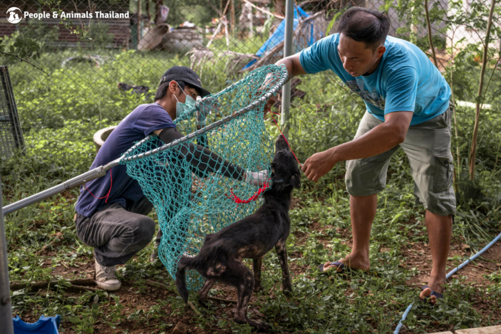 World Rabies Day 2023