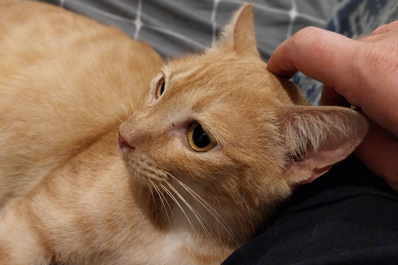 Ginger cat adoption