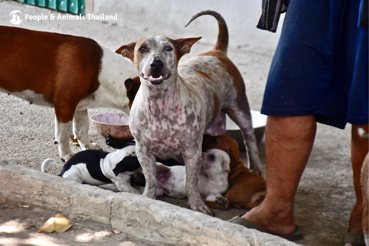 Dogs sterilisation